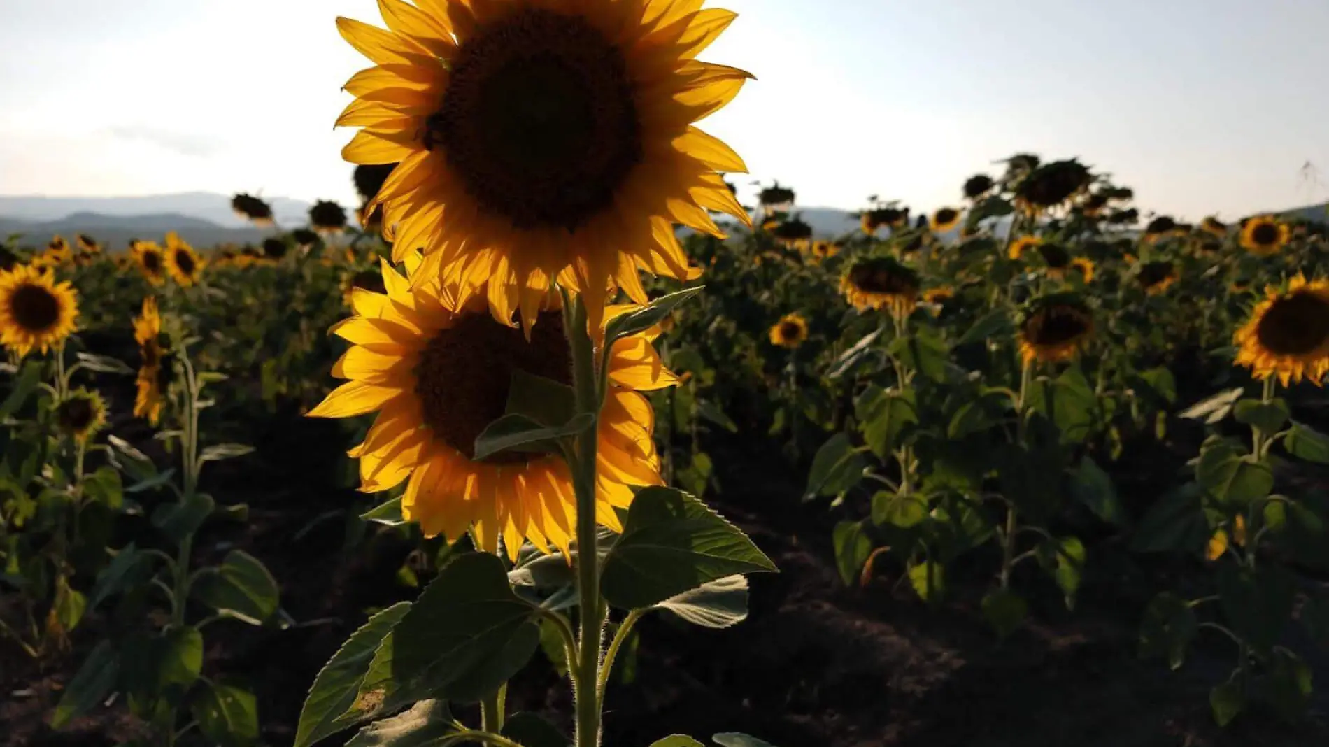 GIRASOL girasoles girasol